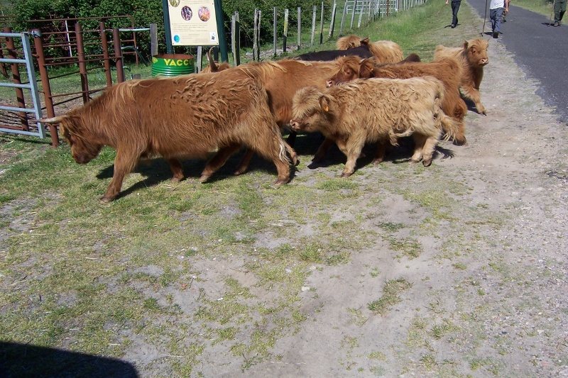 Cliquer pour agrandir