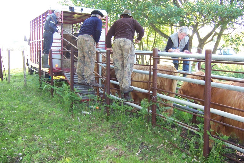 Cliquer pour agrandir